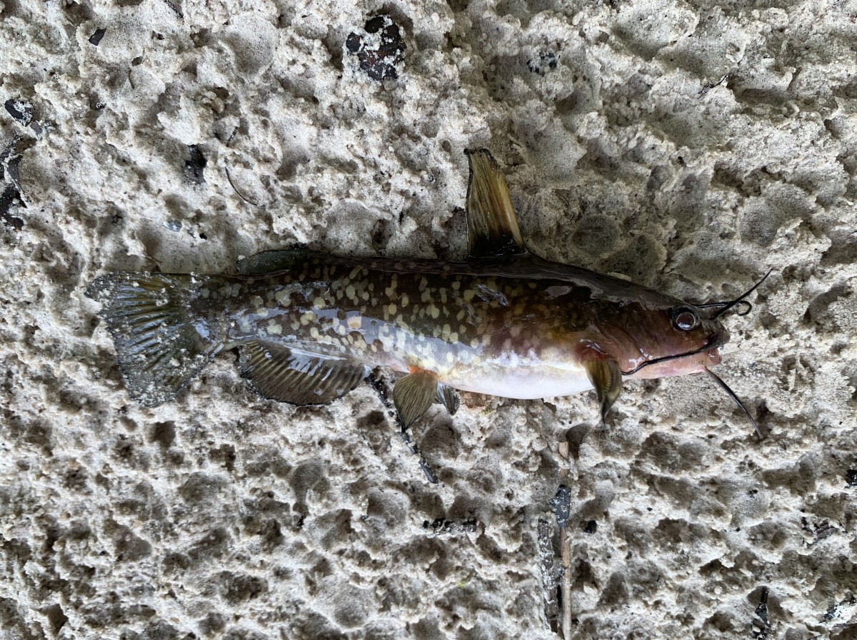 Bullhead, Spotted