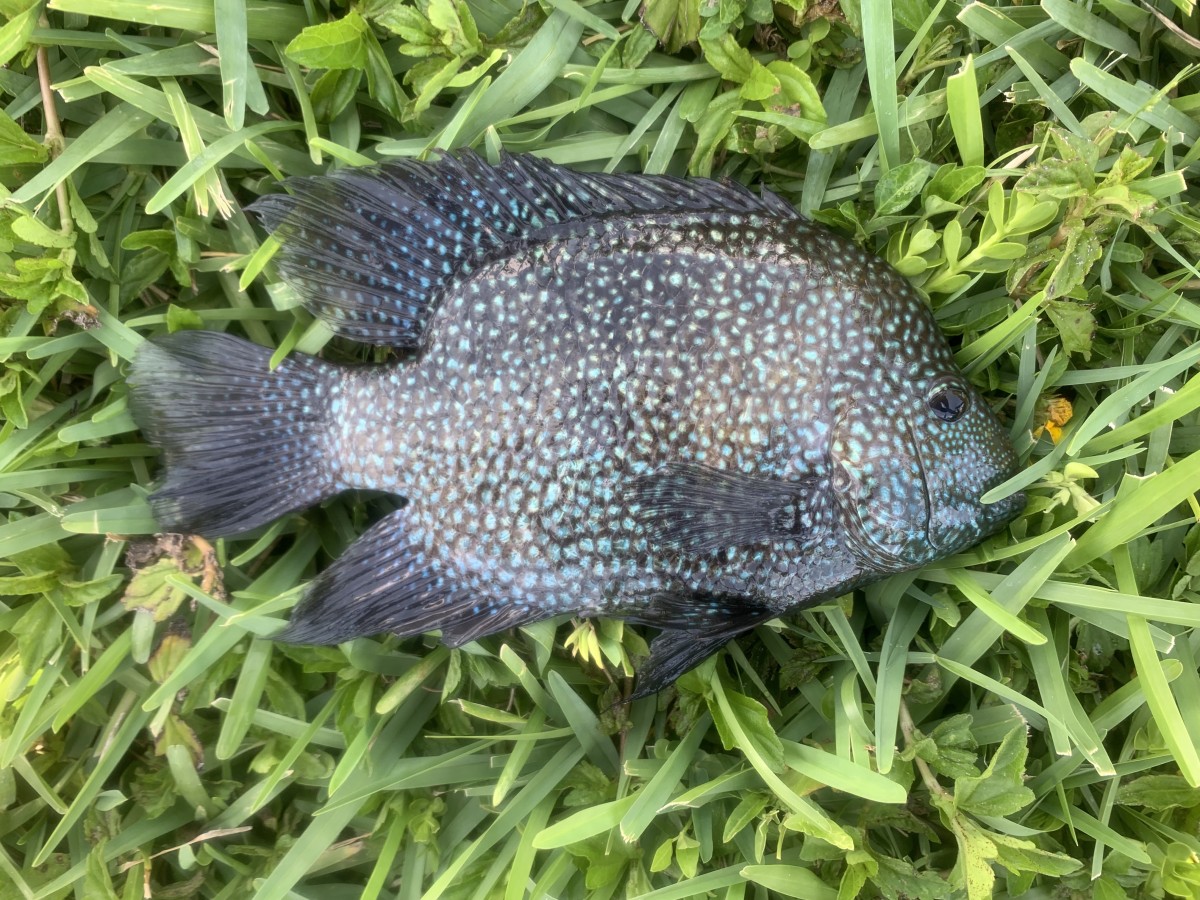 Cichlid, Pearlscale