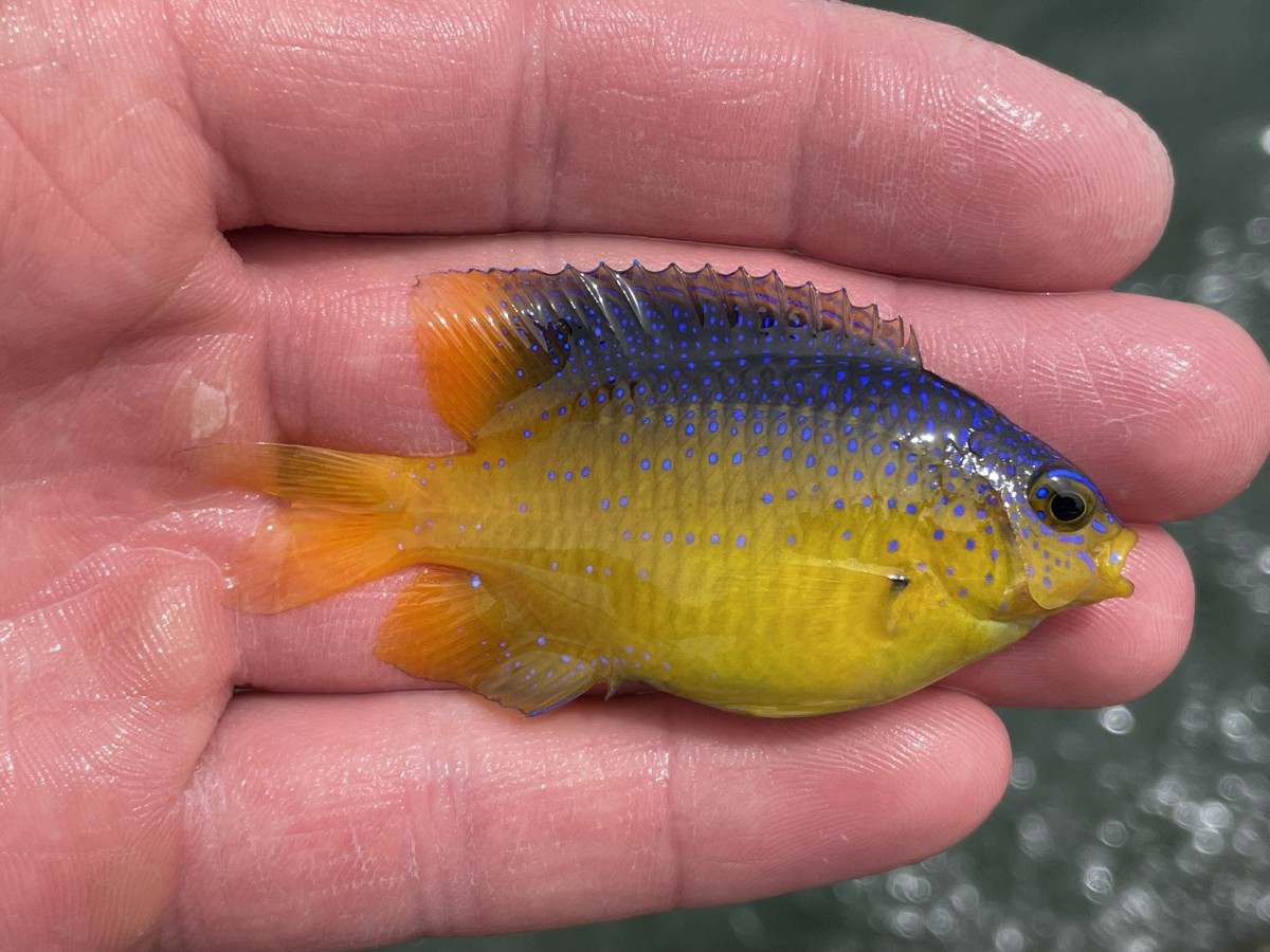 Damselfish, Beaugregory