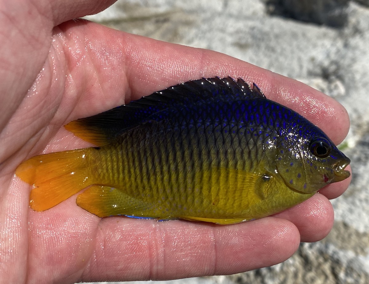 Damselfish, Cocoa