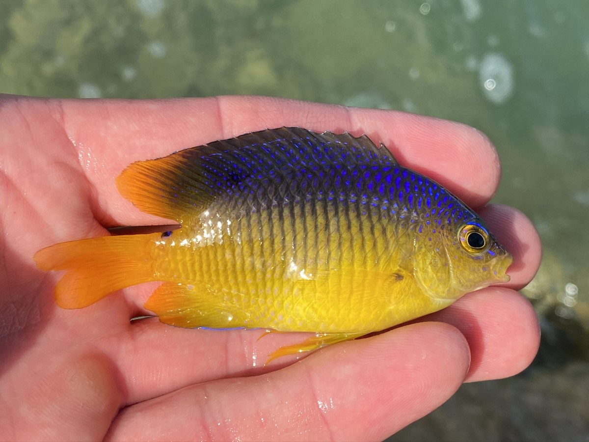 Damselfish, Cocoa (Juvenile)