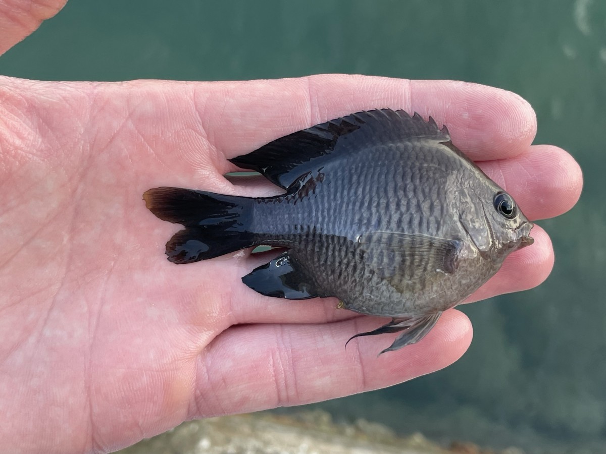 Damselfish, Dusky