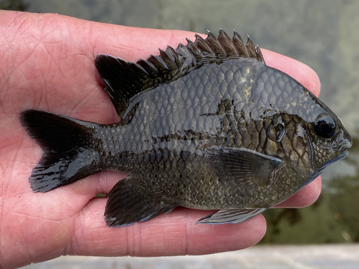 Damselfish, Night Sergeant