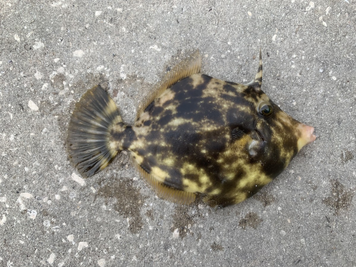 Filefish, Planehead