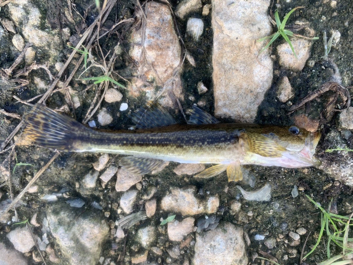 Goby, Bigmouth Sleeper