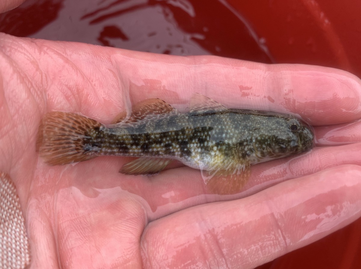 Goby, Notchtongue