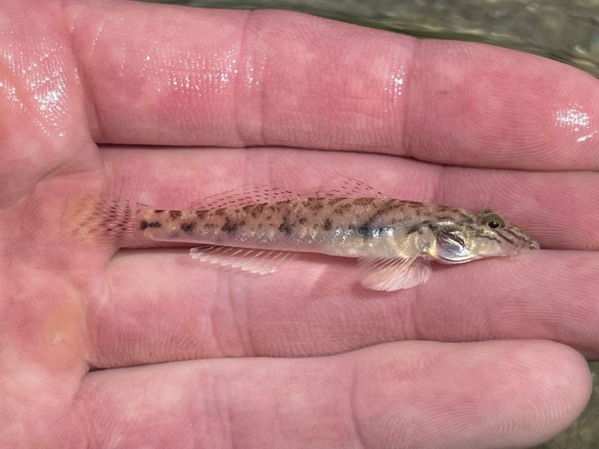 Goby, River (Baja California Sur, Mexico)