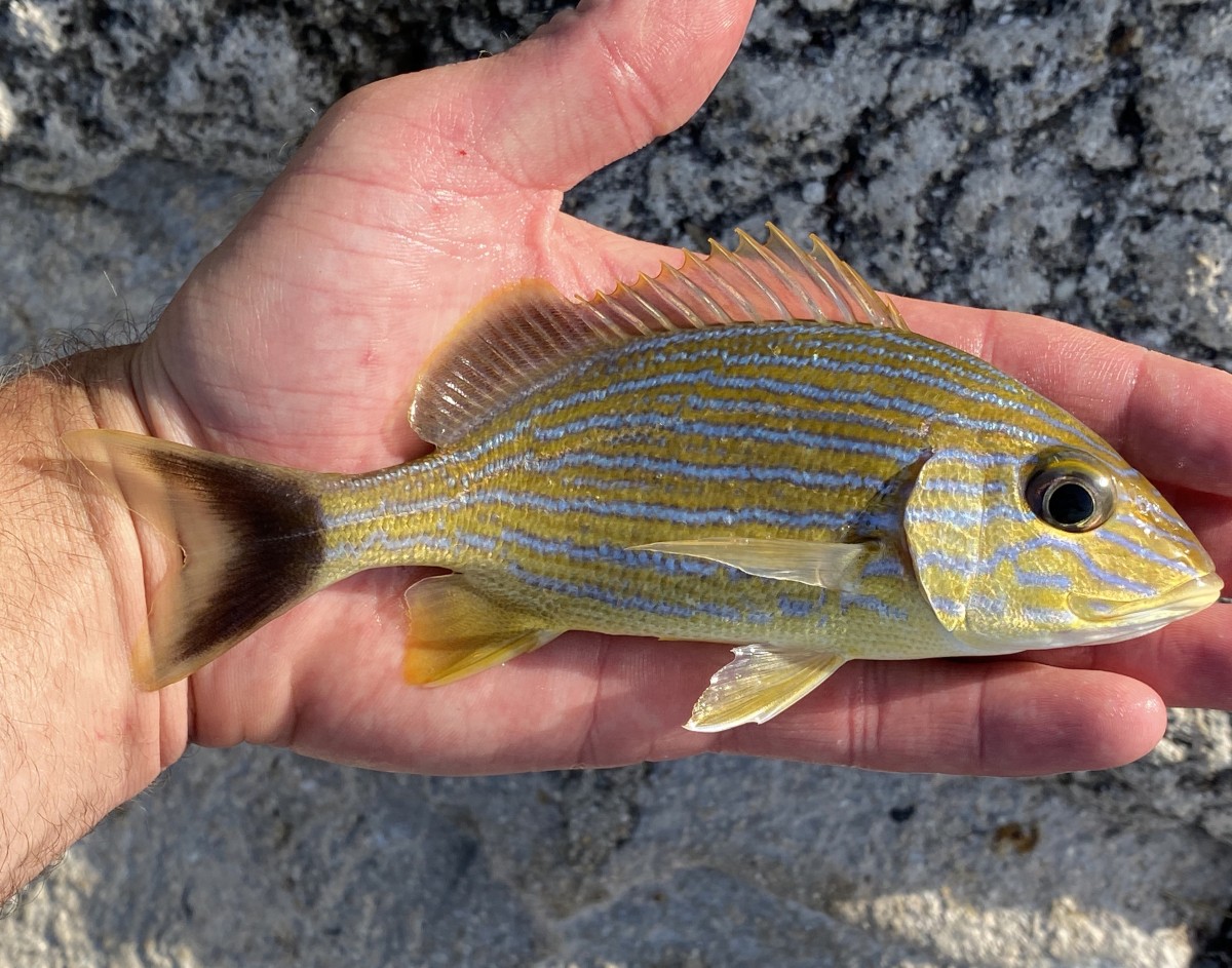 Grunt, Bluestriped (Juvenile)