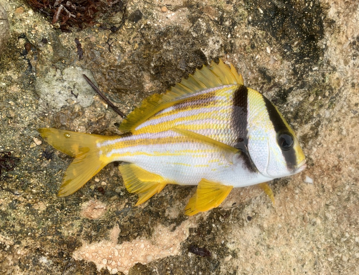 Grunt, Porkfish (Adult)