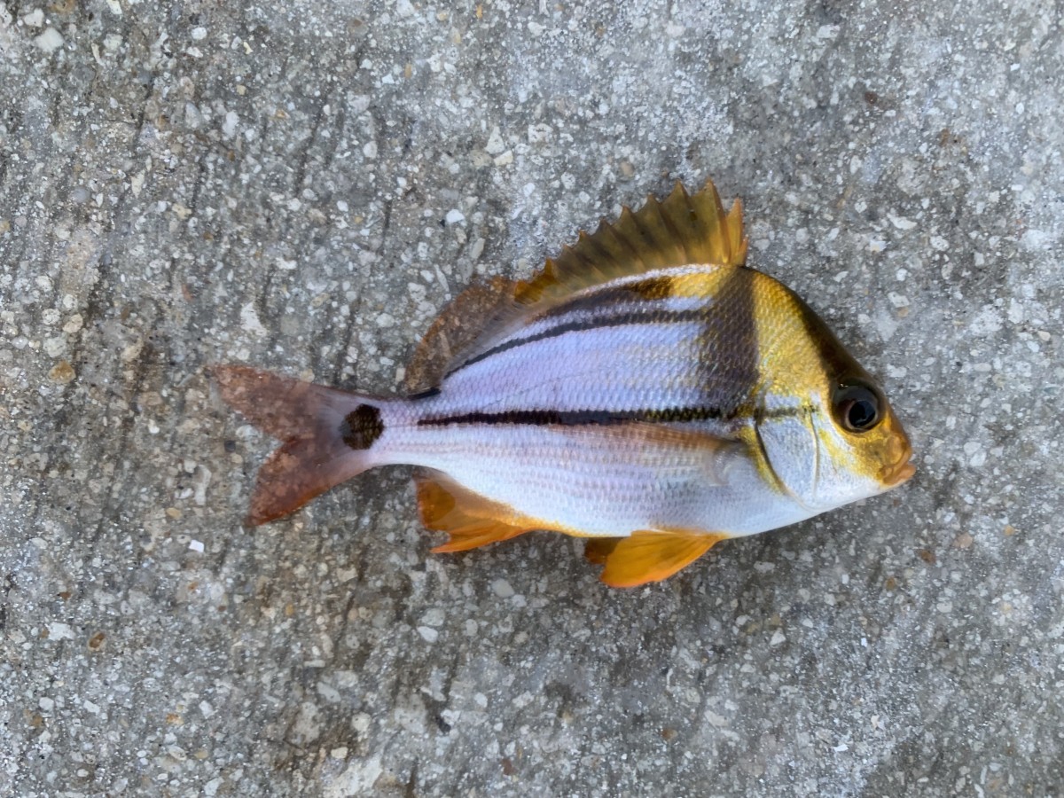 Grunt, Porkfish (Juvenile)