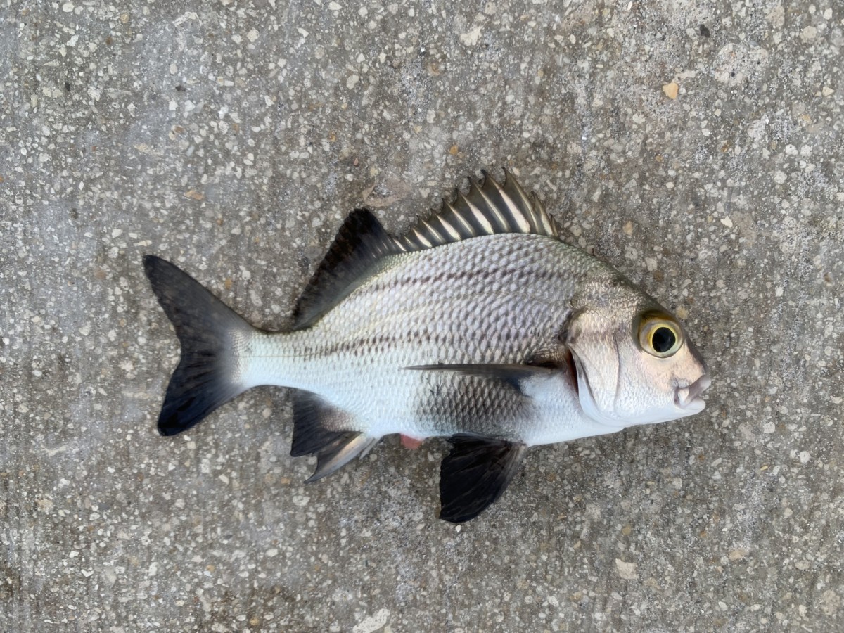 Margate, Black (Juvenile)