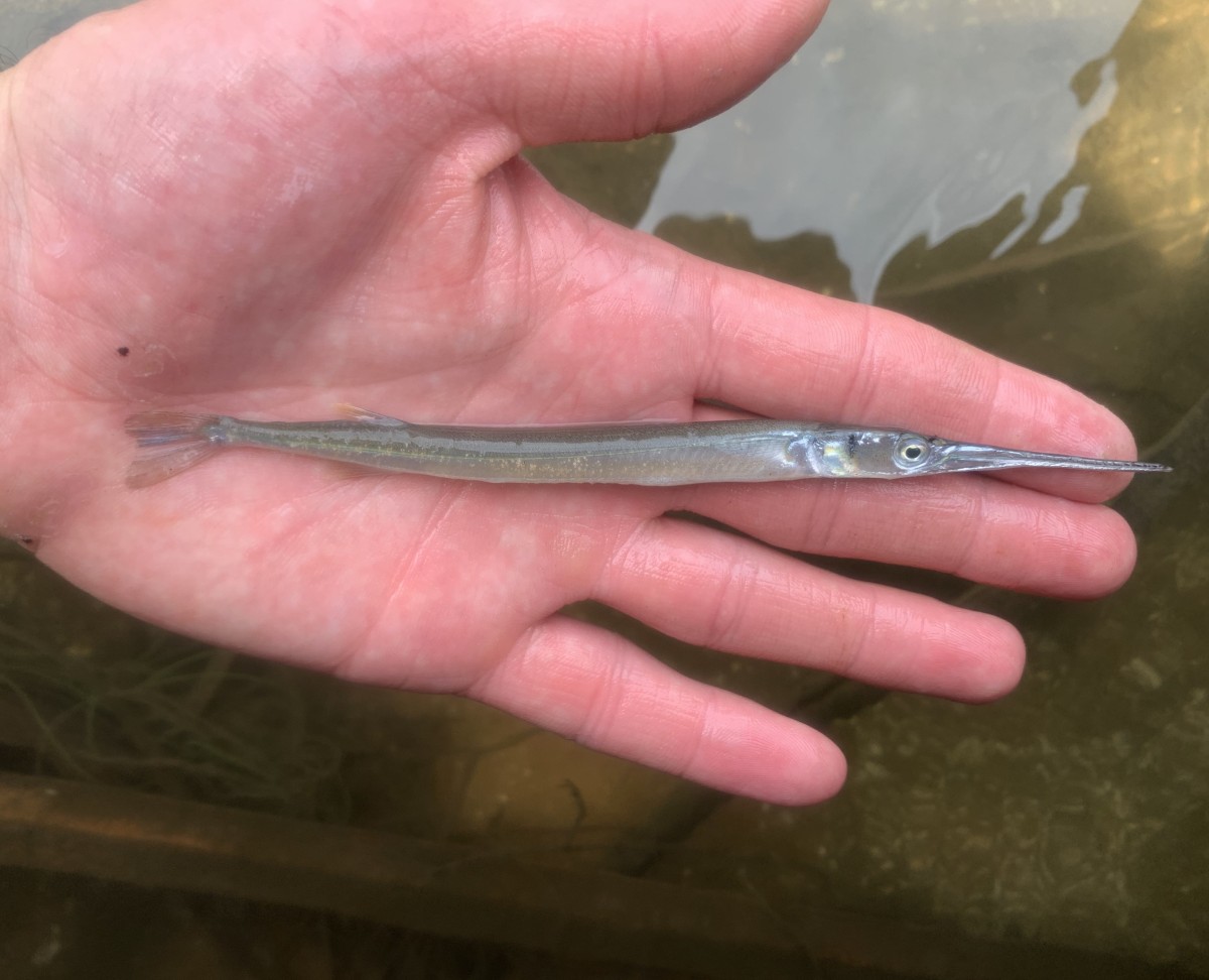 Needlefish, Atlantic