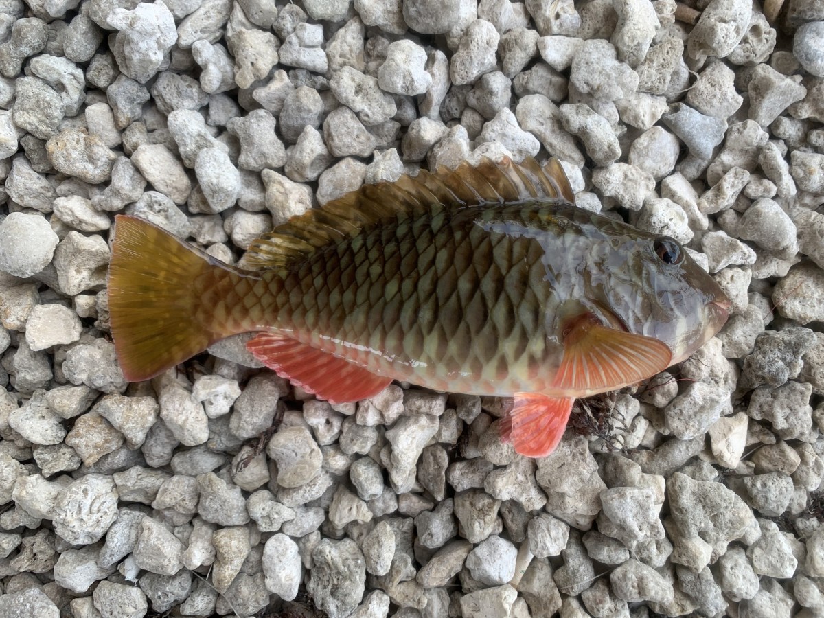 Parrotfish, Redfin-Yellowtail