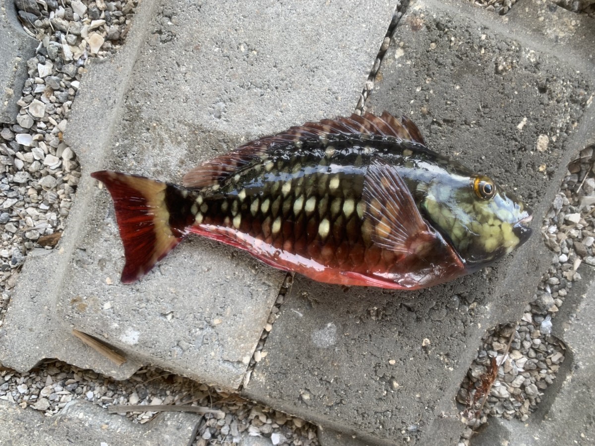 Parrotfish, Stoplight