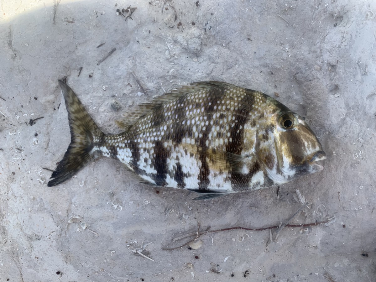 Porgy, Sheepshead