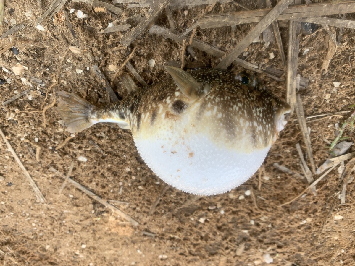 Puffer, Southern (Inflated)