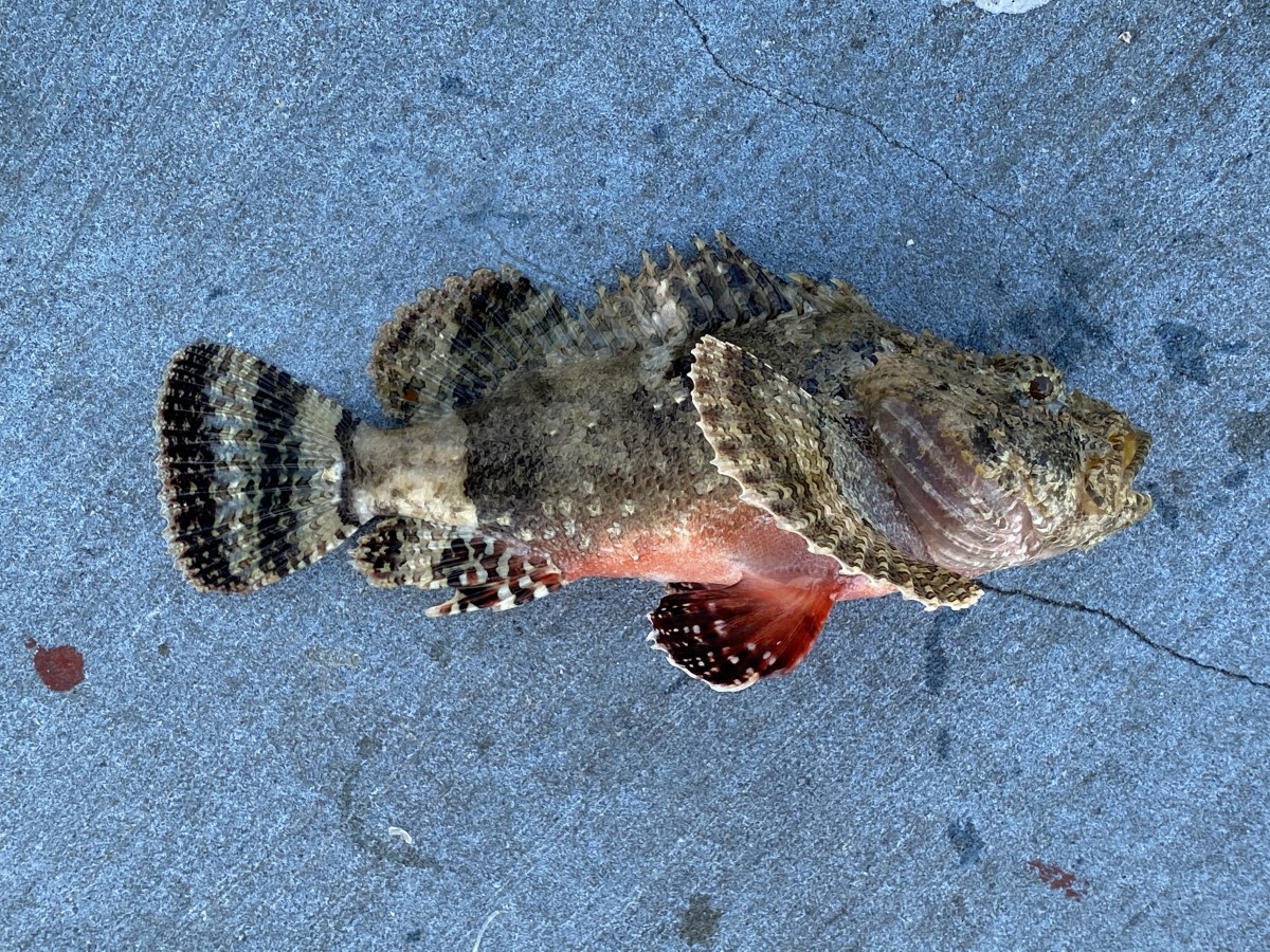 Scorpionfish, Spotted