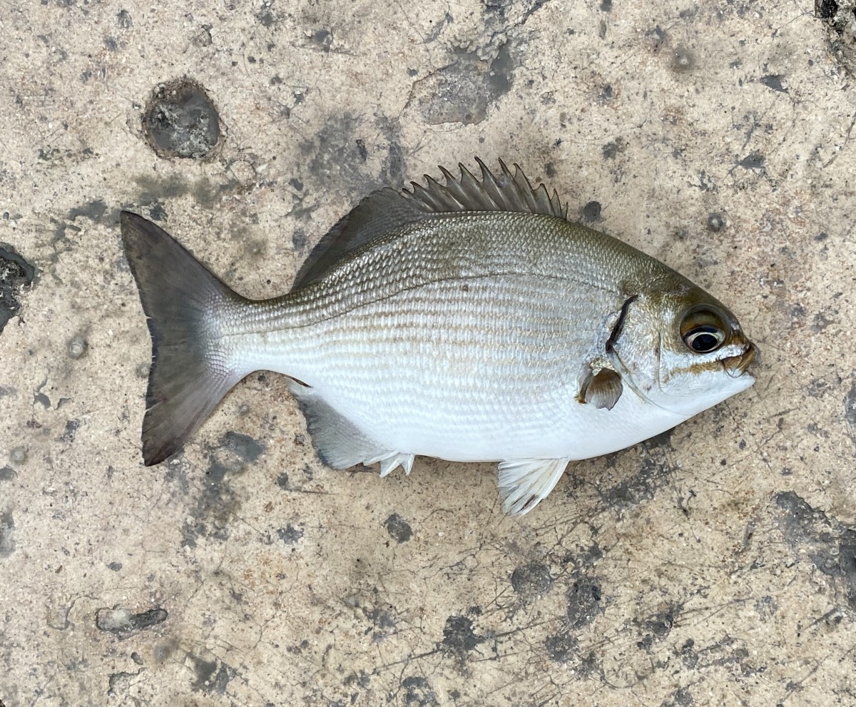 Sea Chub, Bermuda