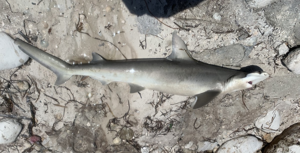 Shark, Bonnethead