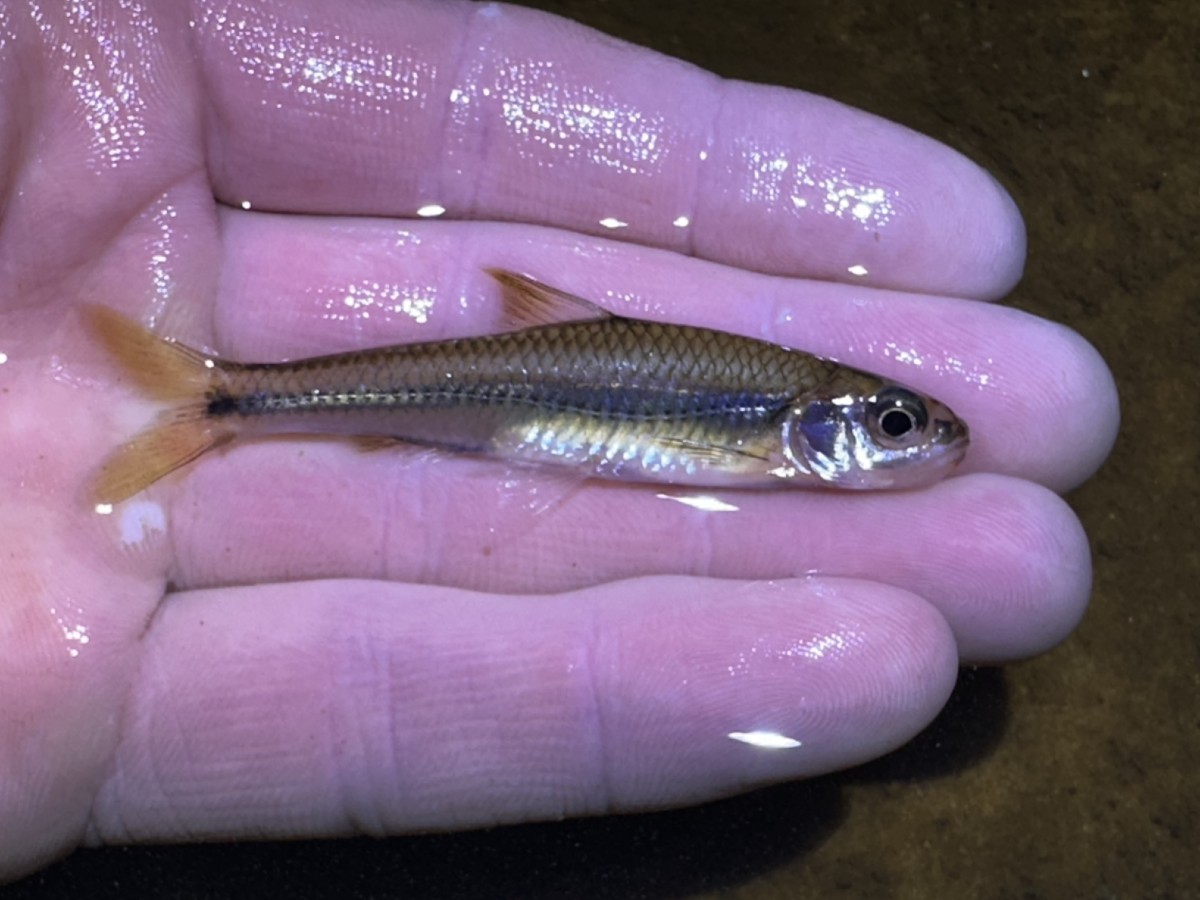 Shiner, Weed (Nuptial Male)