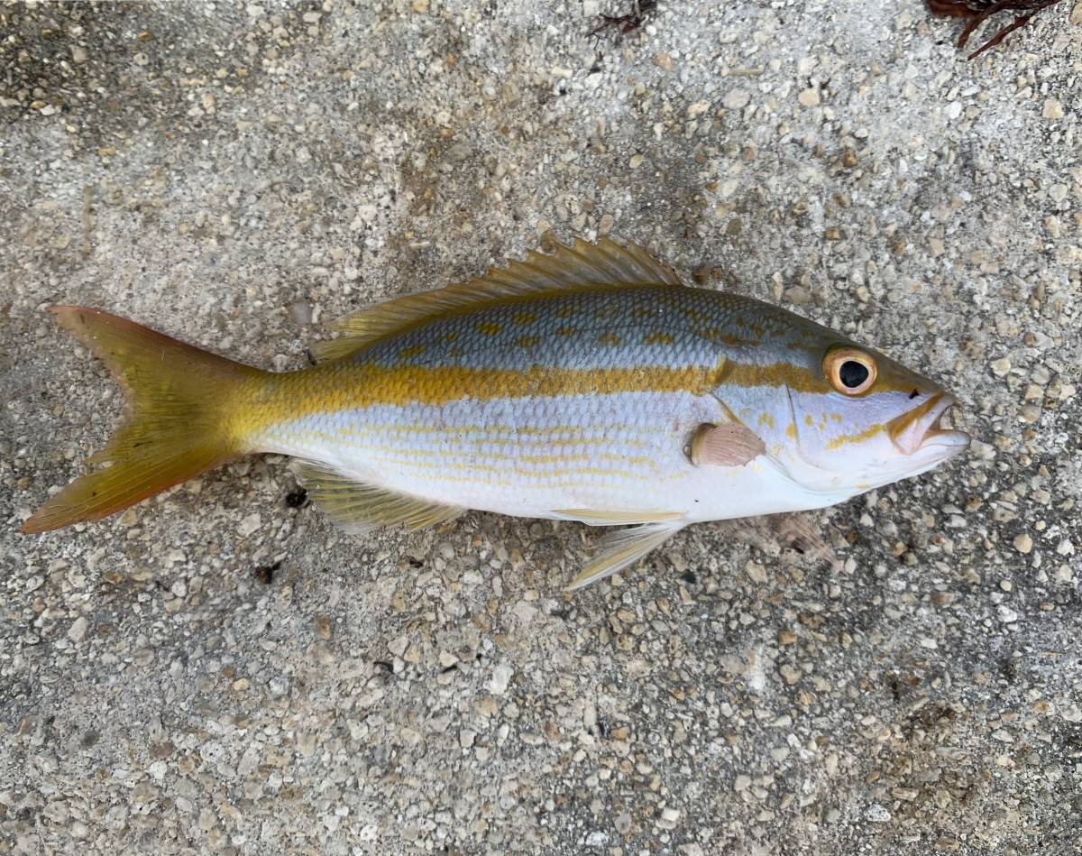 Snapper, Yellowtail