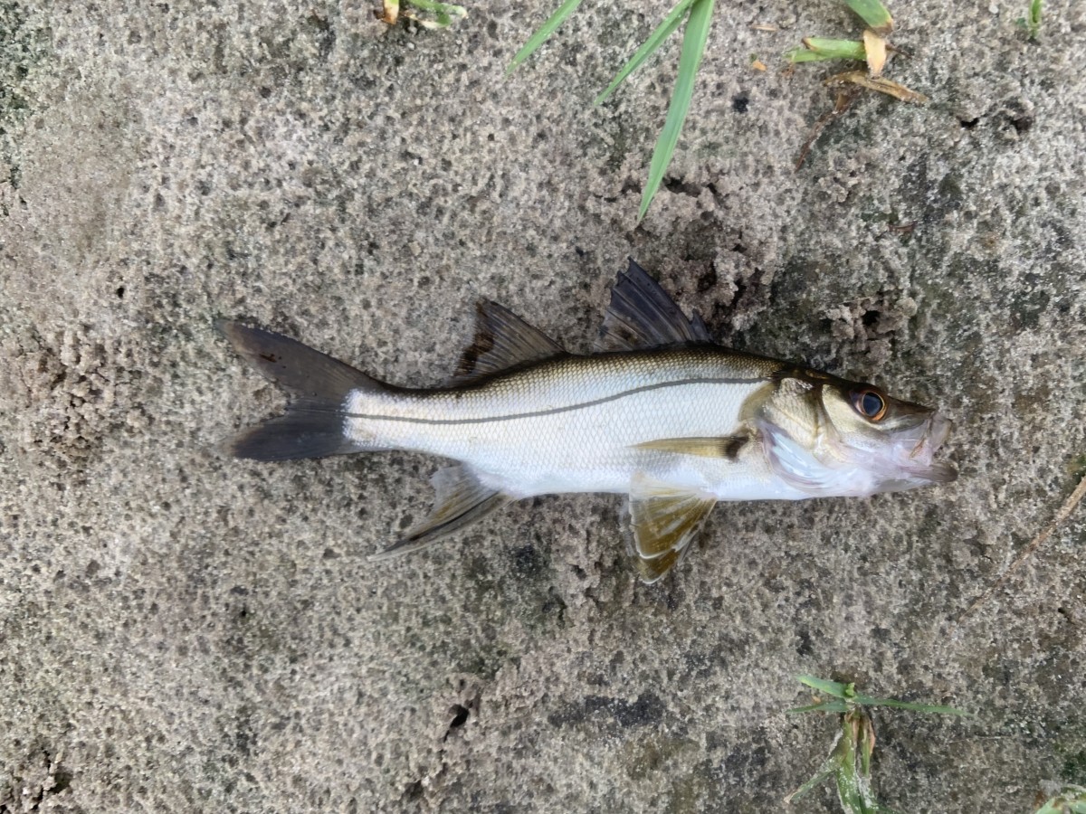 Snook, Smallscale Fat