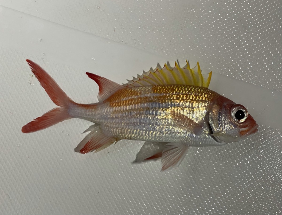 Squirrelfish, Common