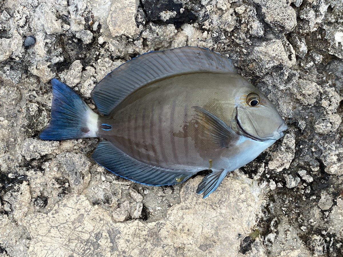 Tang, Doctorfish