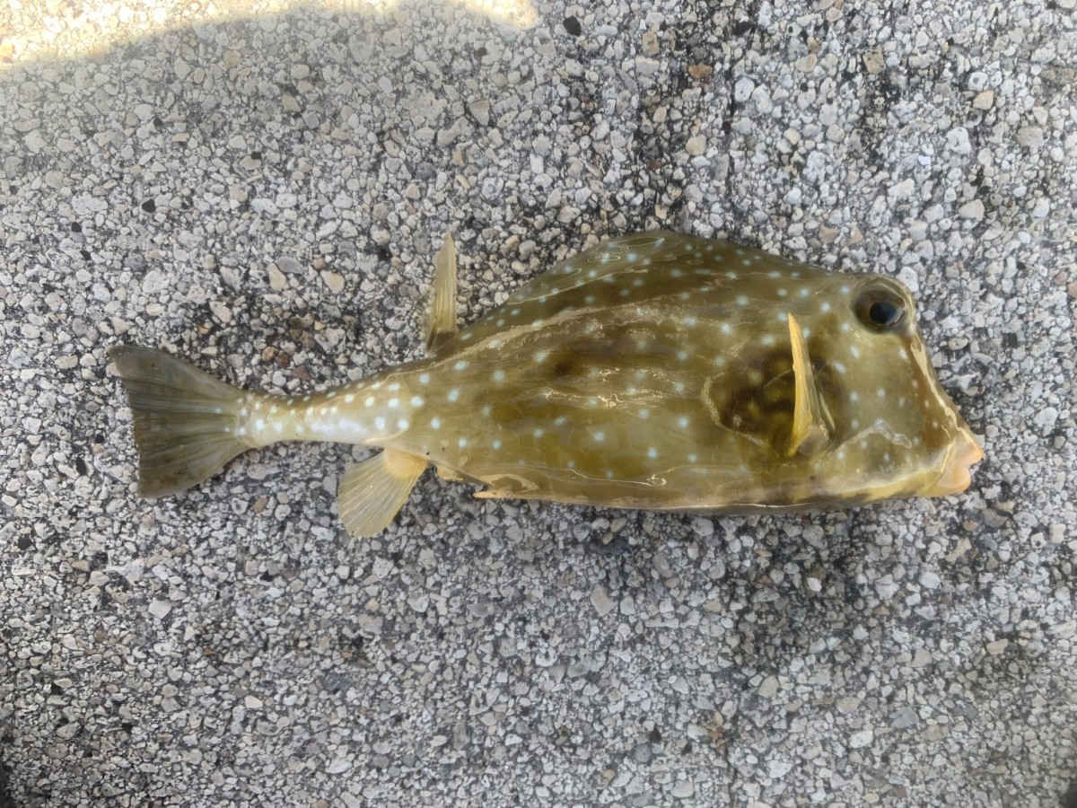 Trunkfish, Buffalo