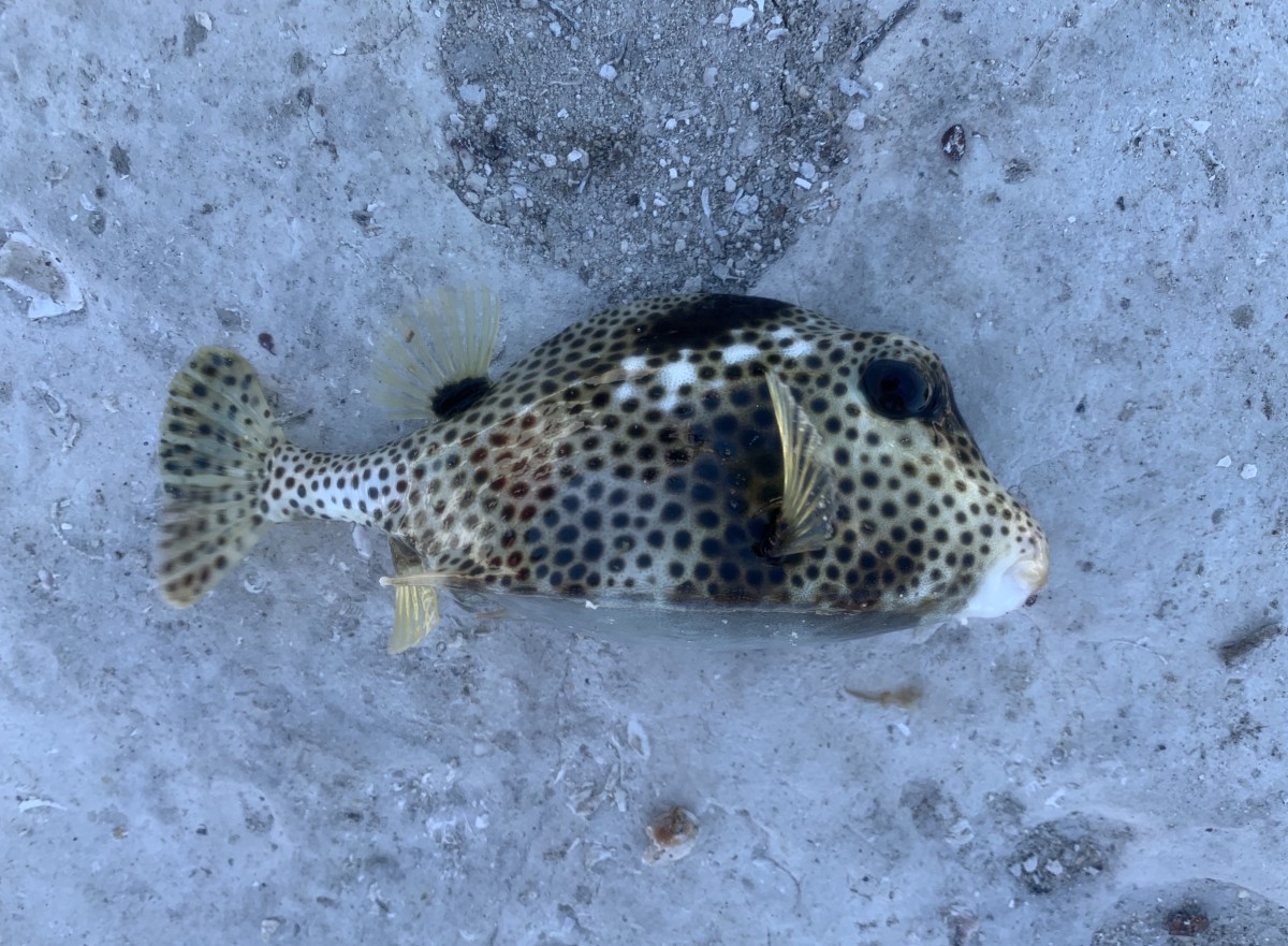 Trunkfish, Spotted