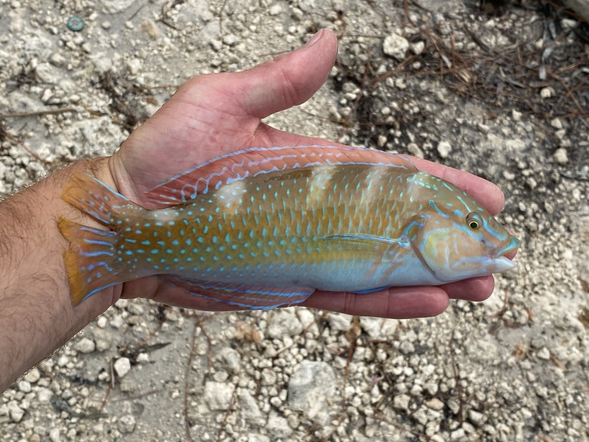 Wrasse, Puddingwife