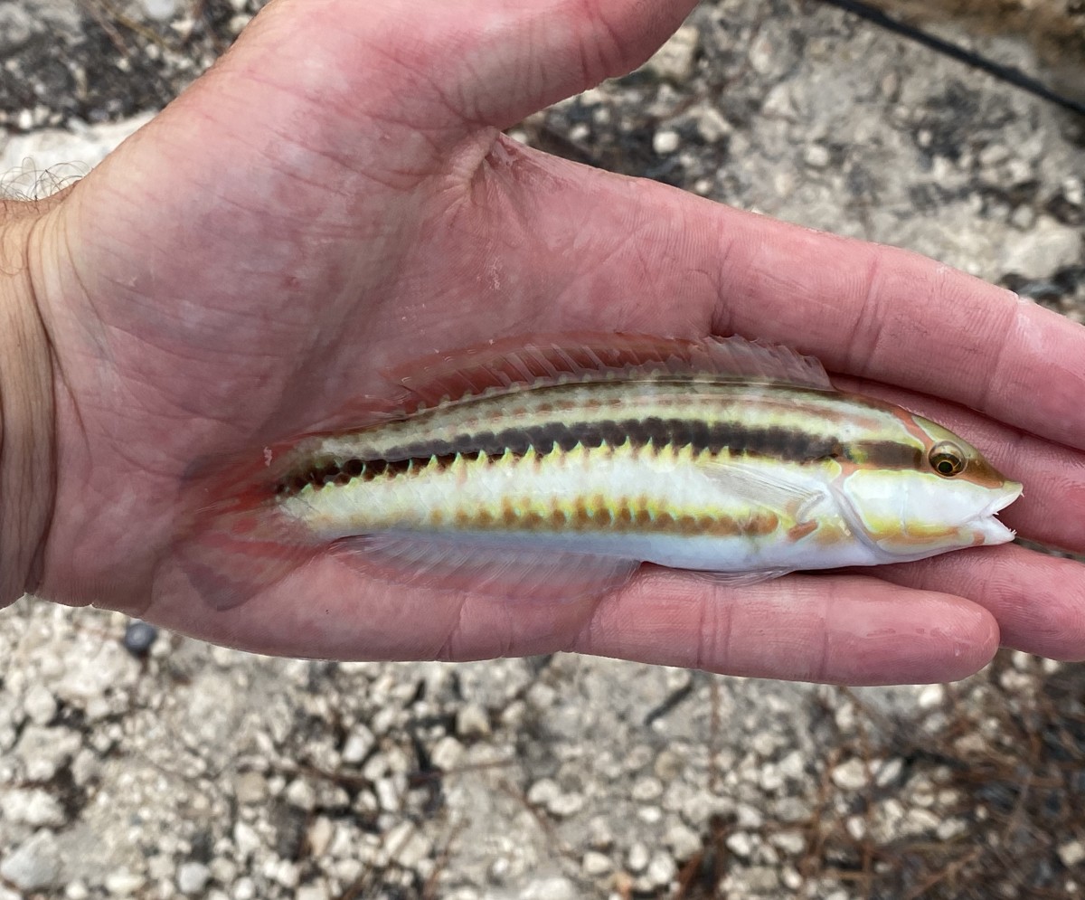 Wrasse, Slippery Dick