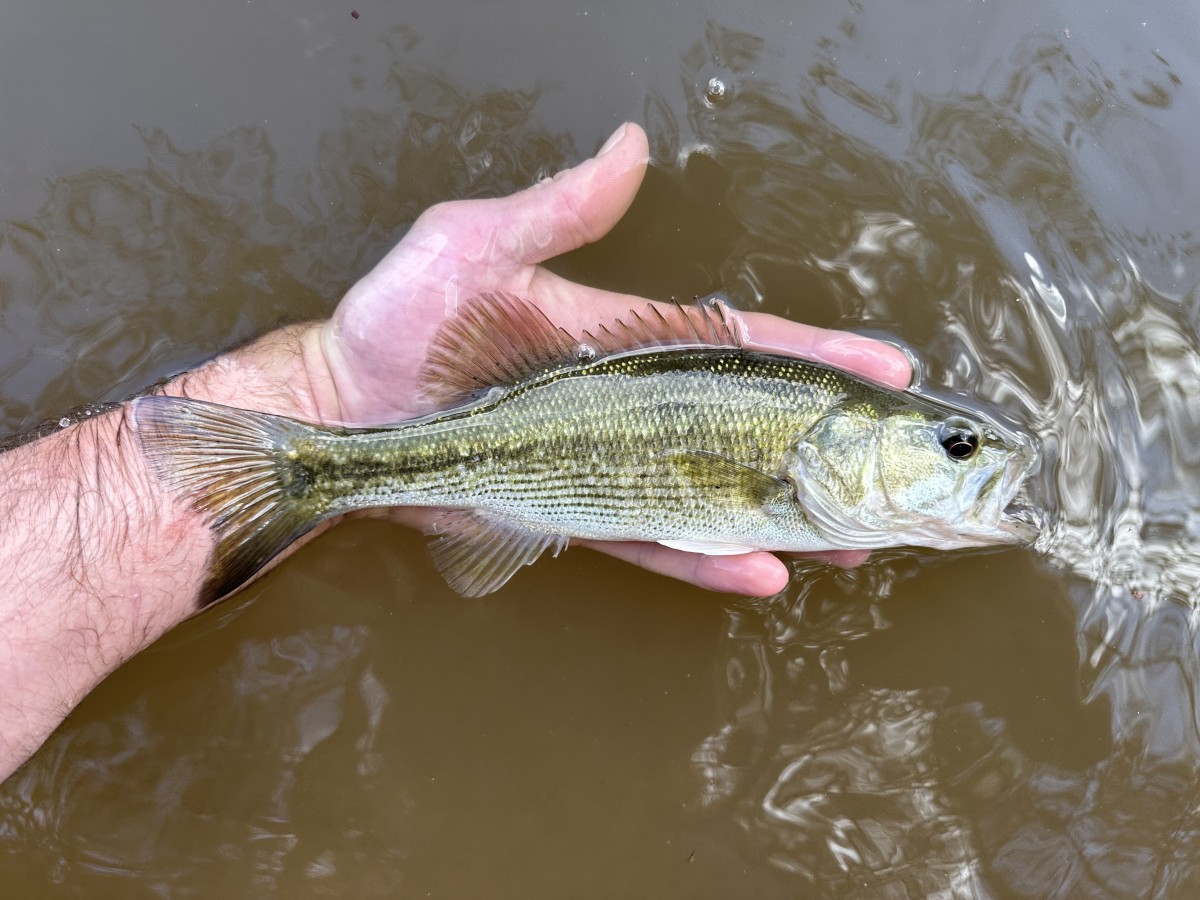 Bass, Alabama