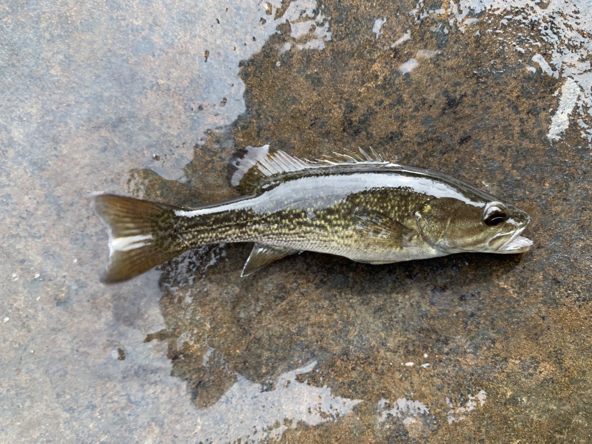 Bass, Cahaba