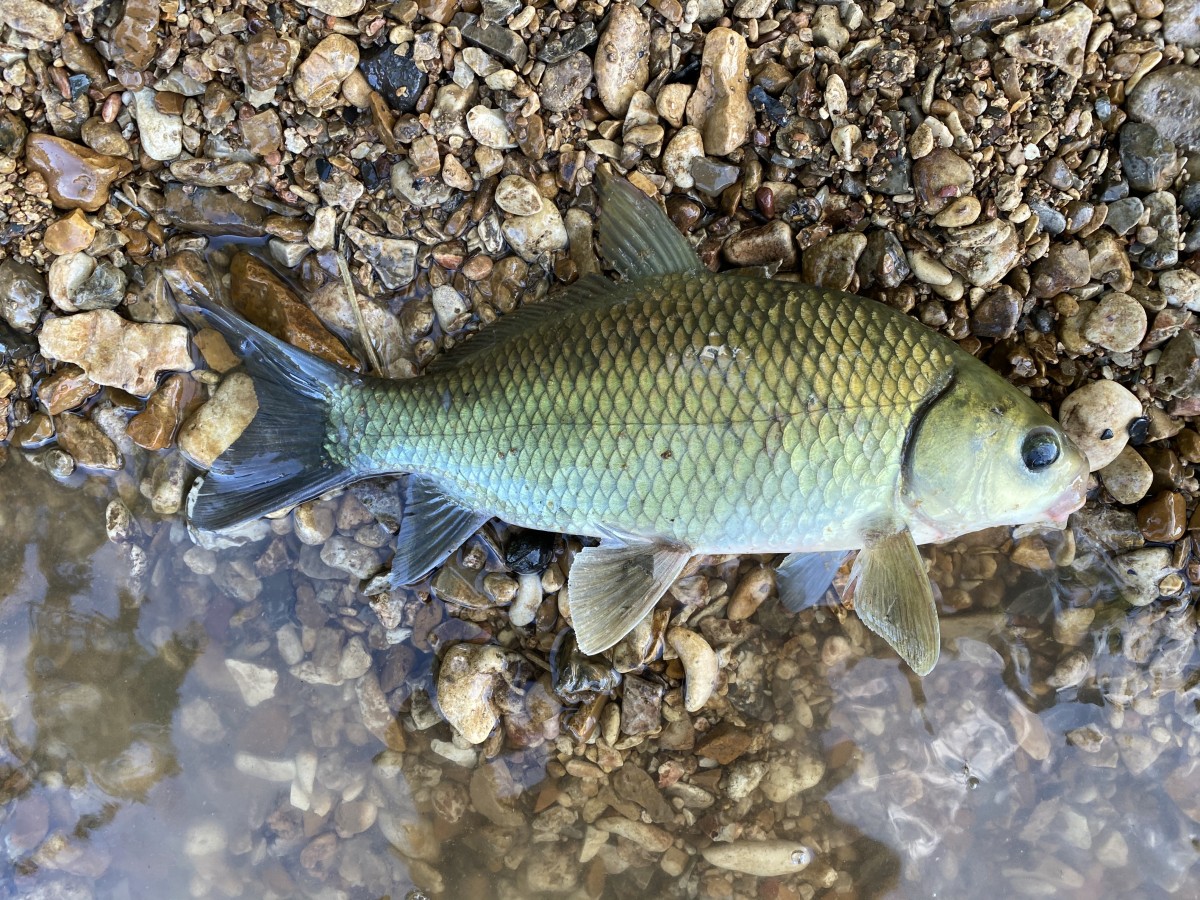 Buffalo, Smallmouth