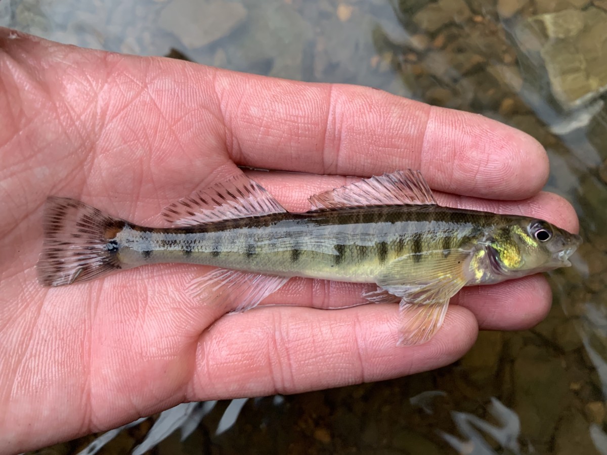 Logperch, Common