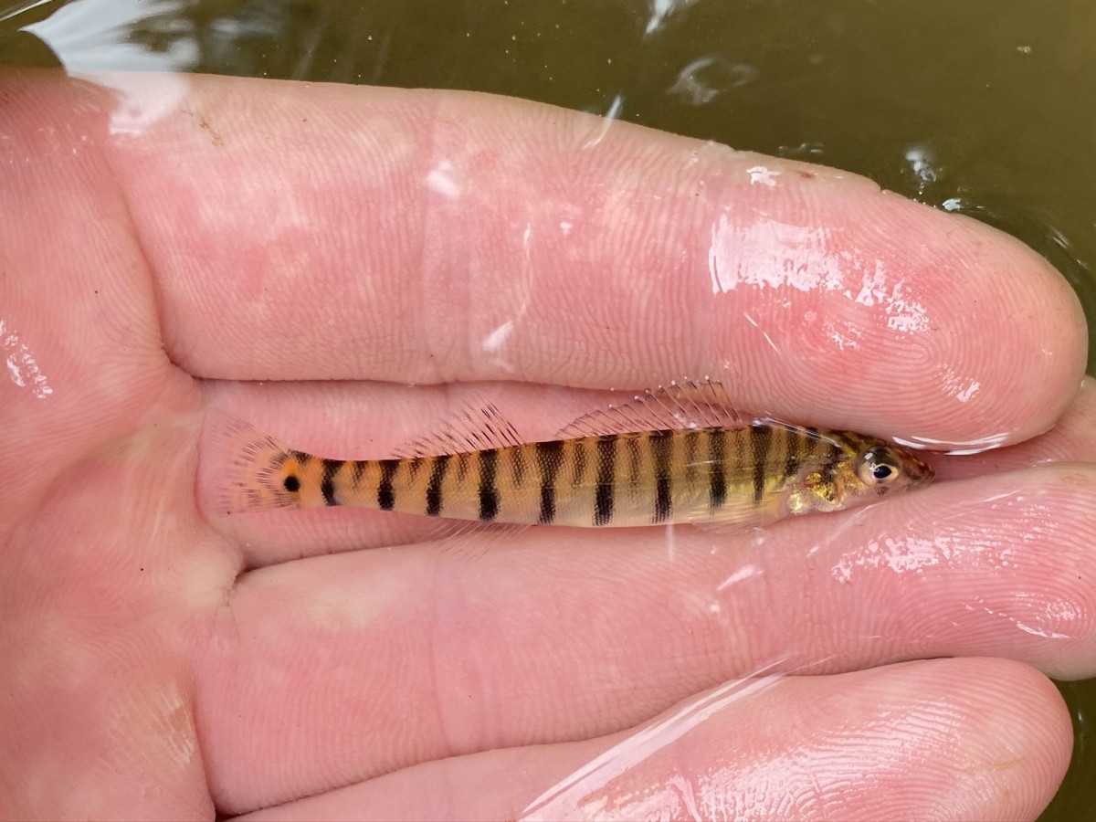 Logperch, Mobile