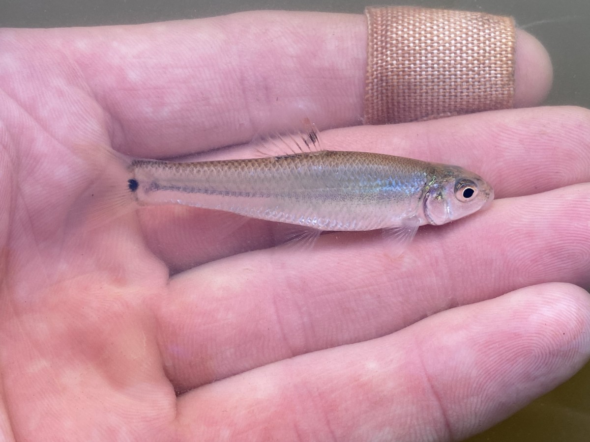 Minnow, Bullhead