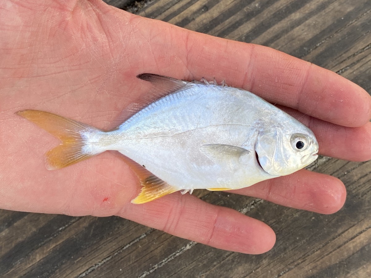 Pompano, Florida (Juvenile)