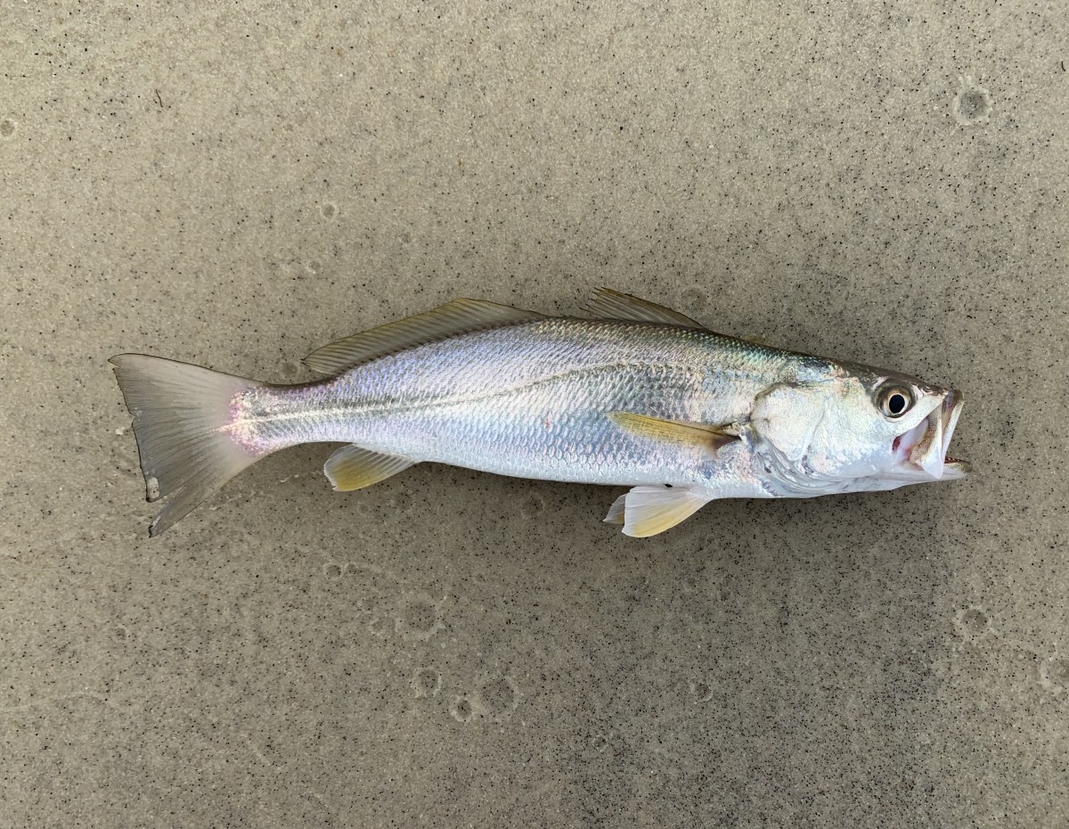 Seatrout, Sand