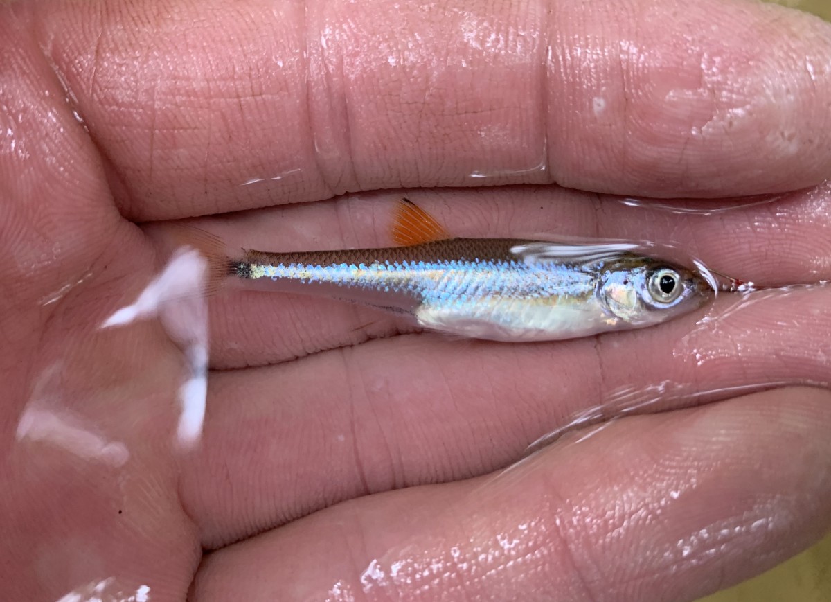 Shiner, Cherryfin (Male)