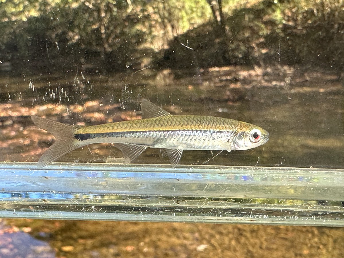 Shiner, Silverstripe