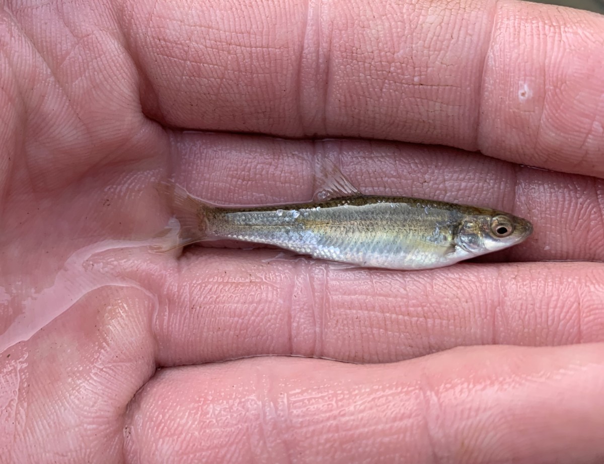 Stoneroller, Finescale (Juvenile)