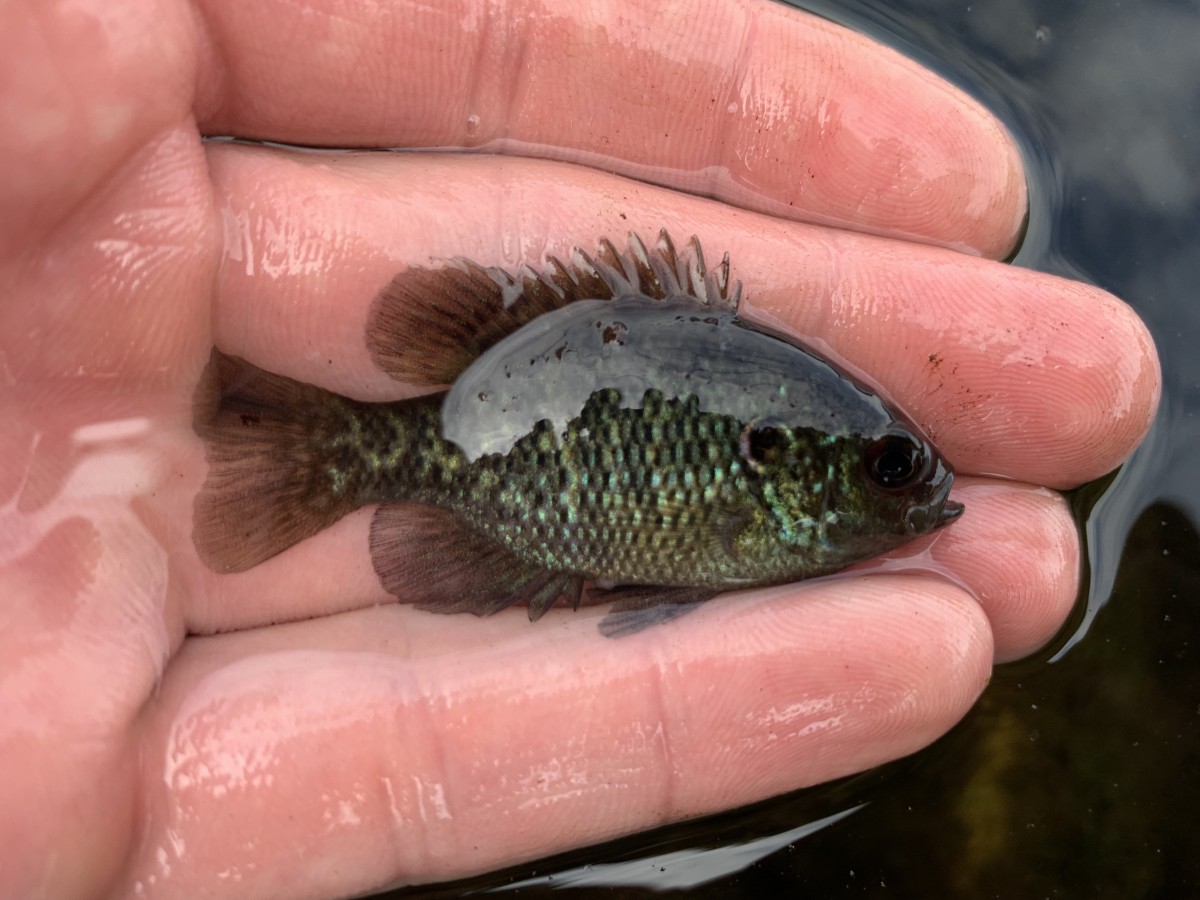 Sunfish, Bantam