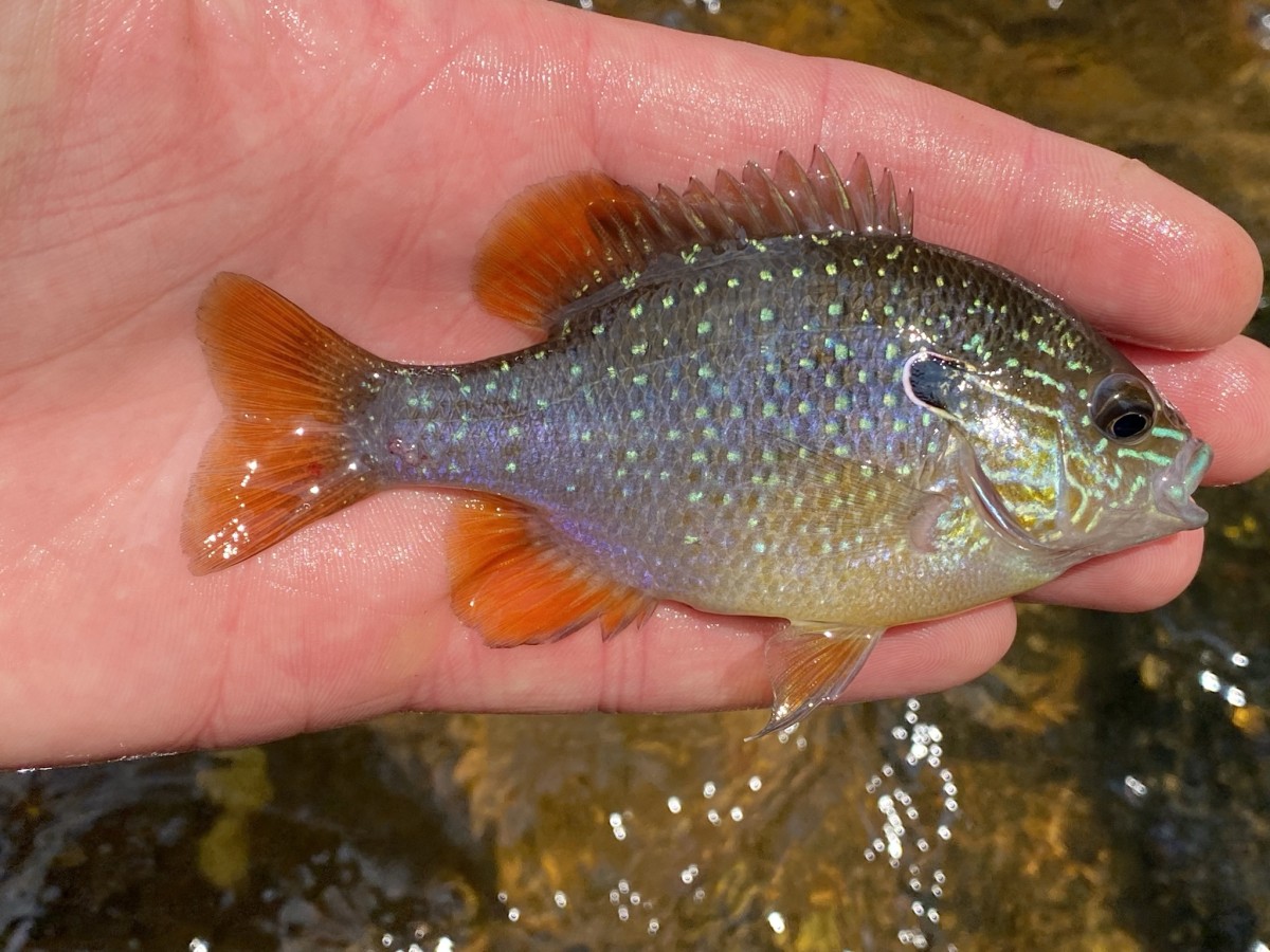 Sunfish, Longear Solis