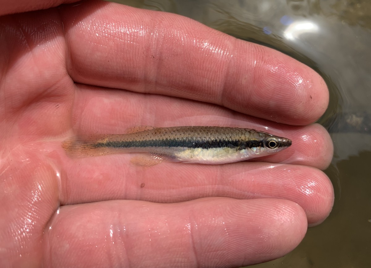 Topminnow, Blackspotted