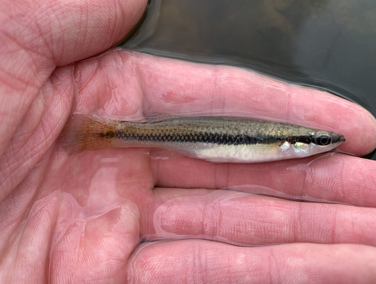 Topminnow, Blackstripe