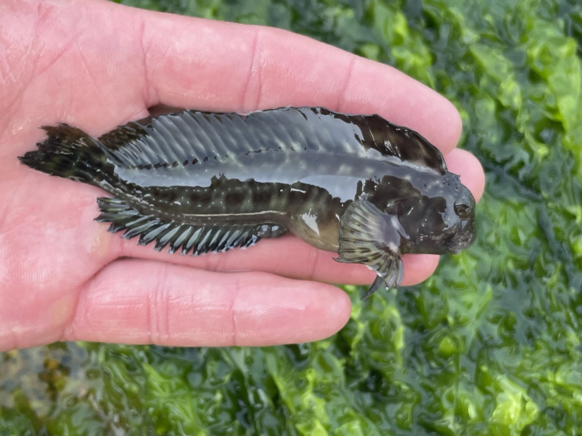 Blenny, Molly Miller