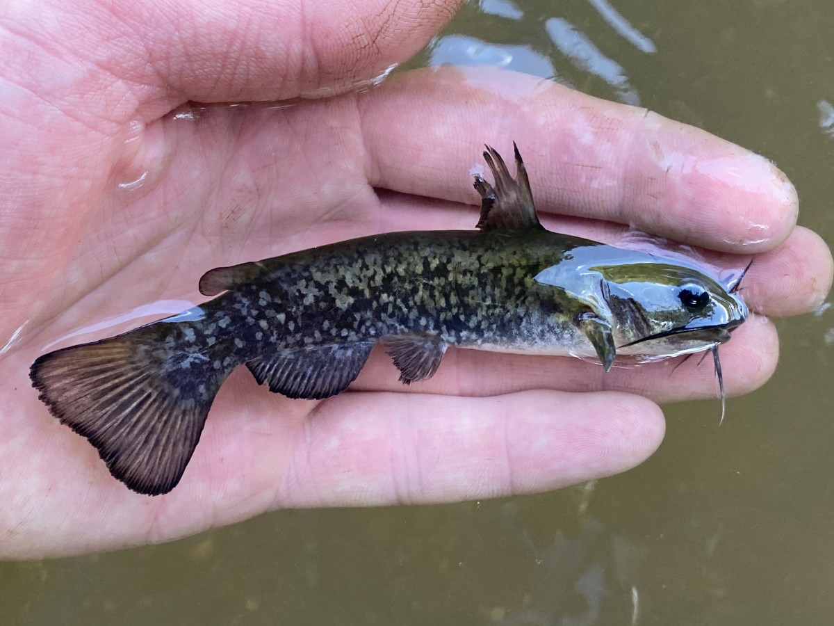 Bullhead, Snail