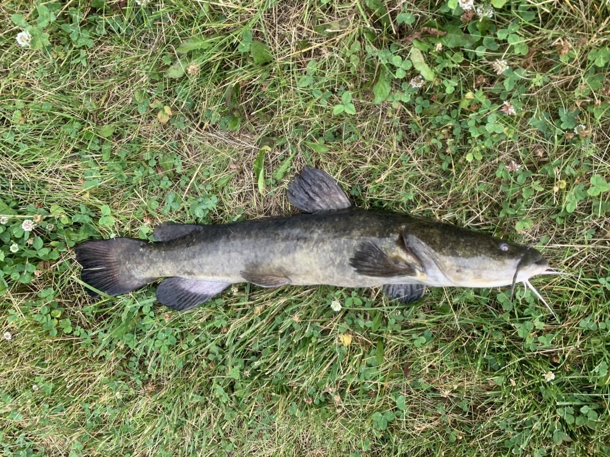 Catfish, Flathead